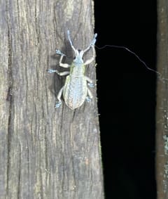 Gorgojo de anillo dorado